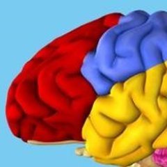 #Neuroscience #NeuroTwitter.
🤓
Professor of Neuroscience