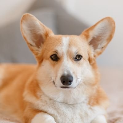 Welcome to @Corgi_Lovers0 we share daily #corgi contents! if you really love #corgi 🇺🇲🇺🇸