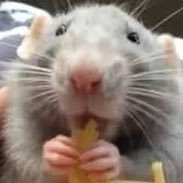 I play wow on moonguard, am an RPer, and I shitpost. Avid EDH player and lover of Stax. I love rats.