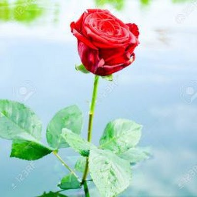 concordholic's profile picture. 