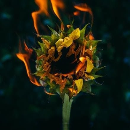 Ukrainian Sunflower 🌻 Слава Україні🇺🇦