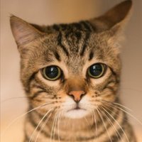 домашня кішка (@stubentieg52759) 's Twitter Profile Photo домашня кішка (@stubentieg52759) 's Twitter Profile Photo