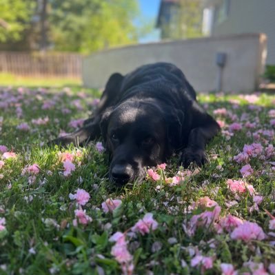 lexinocketoff's profile picture. #BLACKLIVESMATTER   #FREEPALESTINE🇵🇸