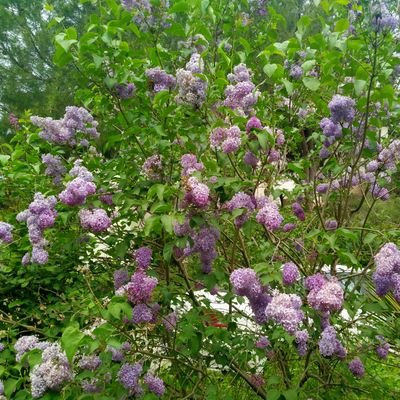 demiyemeni's profile picture. hava güneş toprak su