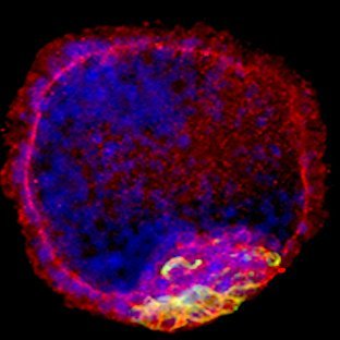 Stem Cell Biology - motivated to better understand the mechanisms driving human development and disease.