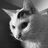 自言。自語 (@catnipsky) Twitter profile photo