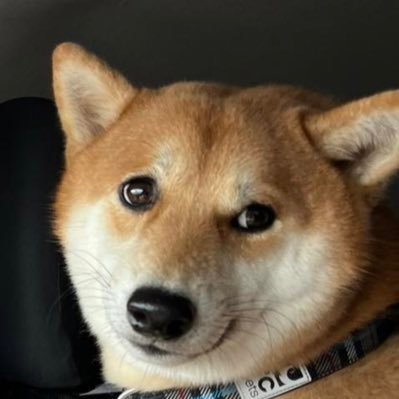 masterShogi's profile picture. advocate for good governance and positive societal change, Senior Finance executive