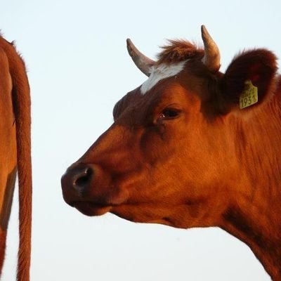 Biologische Natuurboerderij- Koe op stro- Antibiotica arm- Zonder kunstmest/vergif- Natura2000- Vogels- Vlinders- Weer- Friesroodbont- Lely Melkrobots- Fryslân!