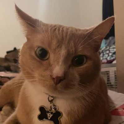 TrumpGirl_54's profile picture. Just here to keep up with politics.