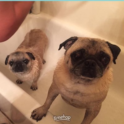 jennicpowell's profile picture. I am just Jenni