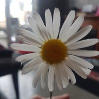 deedster (@thedaphster39) 's Twitter Profile