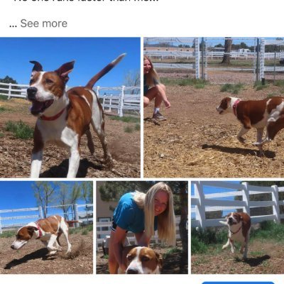 cinder_hil8694's profile picture. Dog Kennel/Boarding Flagstaff Arizone