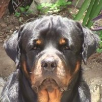 Andrew Donald (@andrewd09793327) 's Twitter Profile