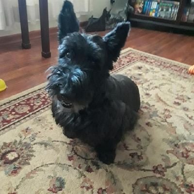 guitarderwood's profile picture. Nevertrumper,male,boomer,husband of 48 years,Dog person. NO DM's OR LISTS!