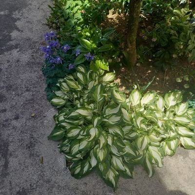 ko_ba_8_4's profile picture. 長岡、道