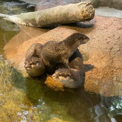 ____lazy00's profile picture. 