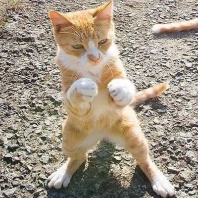 ChadHeft's profile picture. Playin w house money since 2018.
A little worse for wear but I'm wearing it well. Holdin on for another RATM show.
Official B sides of Twitter account