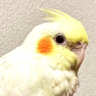 インコピー@平和に暮らすさんのプロフィール画像