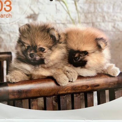 FortheAAs's profile picture. 