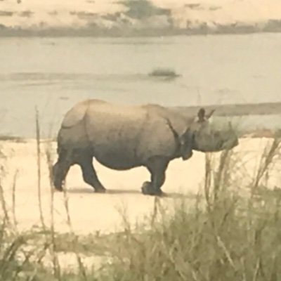 Silent rhino Profile