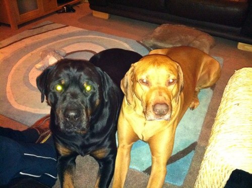 muppetchips's profile picture. 