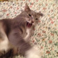 AnnoyedCat (@orneryalleycat) 's Twitter Profile