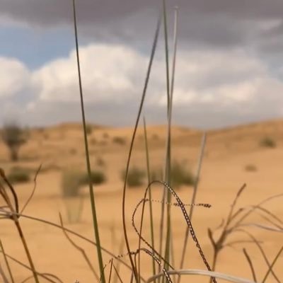 fesalalaomda1's profile picture. 