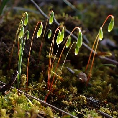 Biólogo/ayudante de investigación y estudiante de doctorado UAM/Briófitos y otras plantas/Biogeografía y ecología de comunidades/🌱📷🌐🗺️🔬🛰️