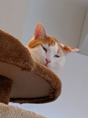 sakamichipui's profile picture. 