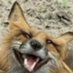Distorted Foxes (@distortedfoxes) Twitter profile photo Distorted Foxes (@distortedfoxes) Twitter profile photo