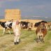 Mehmet Akif HUT🇹🇷🌊Gezgin⛵️🐂 Çoban🐄 Mapuche🌿 (@akifhut) Twitter profile photo Mehmet Akif HUT🇹🇷🌊Gezgin⛵️🐂 Çoban🐄 Mapuche🌿 (@akifhut) Twitter profile photo