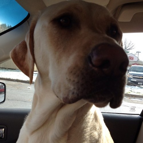 I am a handsome fluffy yellow lab who enjoy drinking fresh water from the fridge, hunting for pheasants with my brother Macchiato and swimming.