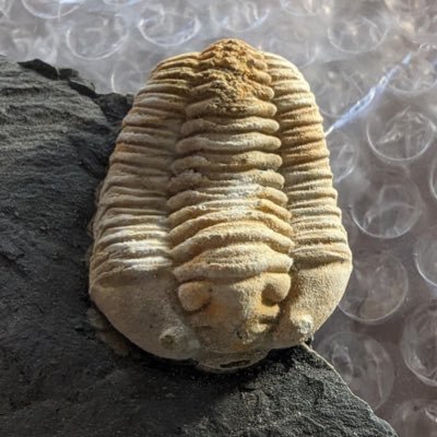 #palaeontology #geology #evolution #fossils #ediacara #cambrian #arthropods #trilobites