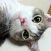 ふう 🐈🐈⬛ (@tsukachin999) Twitter profile photo ふう 🐈🐈⬛ (@tsukachin999) Twitter profile photo