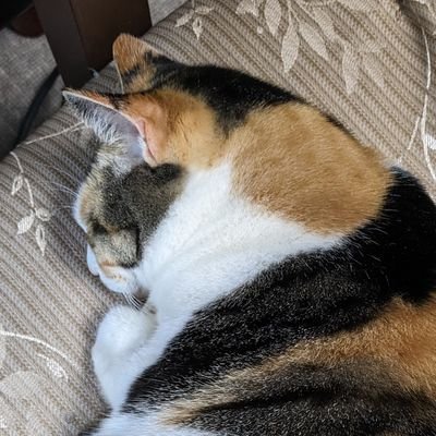 ASAGI_happa's profile picture. とても加工してます/18⬆/