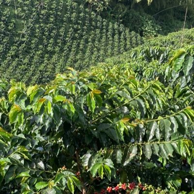 donalrey2's profile picture. Cristiano ,abuelo y padre feliz,productor cafetero ,respetuoso de las instituciones democráticas,aficionado al fútbol.