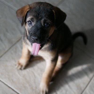 ImGiee's profile picture. 