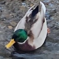 Kamo🦆 (@kamo_sci) 's Twitter Profile Photo Kamo🦆 (@kamo_sci) 's Twitter Profile Photo