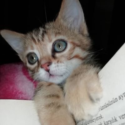 aysbyrr's profile picture. 