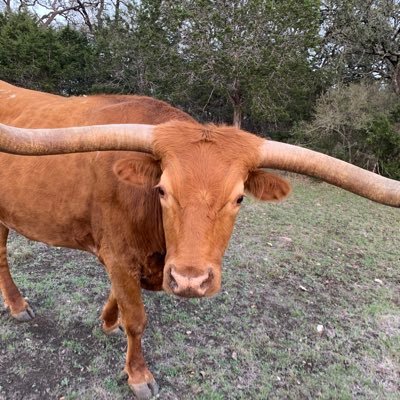 Texas Hill Country girl. Animal lover.