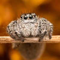 Florian DENIS - photos nature (@floriandenis) 's Twitter Profile