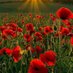 Amapola💜💜💜🔻🇵🇸☘ (@amapola25809065) Twitter profile photo Amapola💜💜💜🔻🇵🇸☘ (@amapola25809065) Twitter profile photo