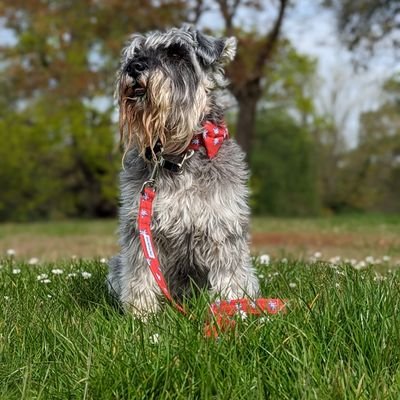 Little schnauzer who loves running, sniffing, walking and mountain biking with hoodad.
hoomum is a dancer and hoodad is ex royal marine commando,
and I love em