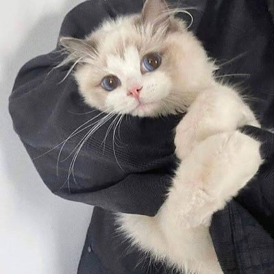 ここさんのプロフィール画像