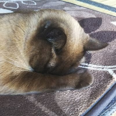 M_Y_Yuma0429's profile picture. にゃん