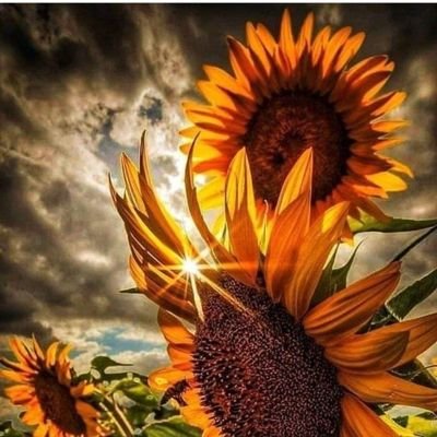 BradshawWa28643's profile picture. 🇺🇸