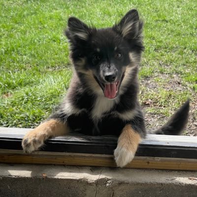 kellyamma's profile picture. horrified looks from everyone in the room - mostly tweets about dogs - long story short i survived - she/her