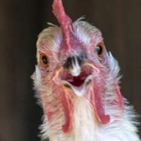 Feed your chickens well...(@JohnTilton9) 's Twitter Profile Photo