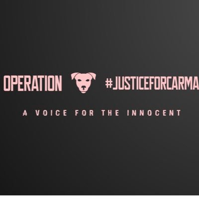 #JusticeForCarma 🖤🐶 A voice for the innocent #EndBsl #EndAnimalAbuse @ justiceforcarma.endbsl on TikTok 💗