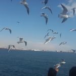 hannehlawi4257's profile picture. 